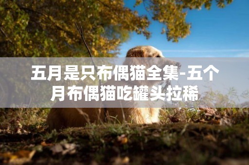 五月是只布偶貓全集-五個月布偶貓吃罐頭拉稀