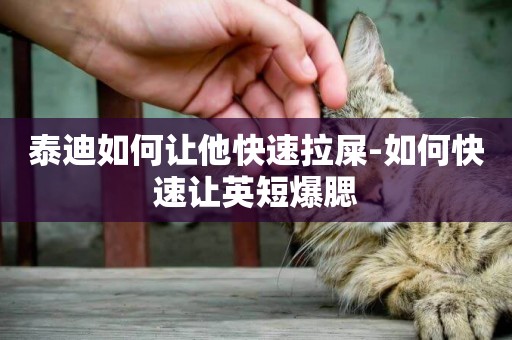泰迪如何讓他快速拉屎-如何快速讓英短爆腮