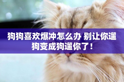 狗狗喜歡爆沖怎么辦 別讓你遛狗變成狗遛你了！