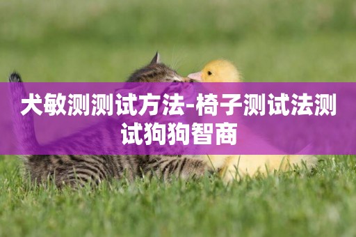 犬敏測測試方法-椅子測試法測試狗狗智商