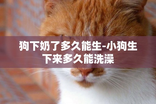 狗下奶了多久能生-小狗生下來多久能洗澡