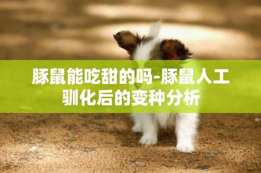 豚鼠能吃甜的嗎-豚鼠人工馴化后的變種分析