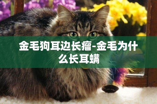 金毛狗耳邊長瘤-金毛為什么長耳螨