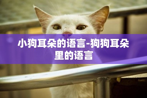 小狗耳朵的語言-狗狗耳朵里的語言