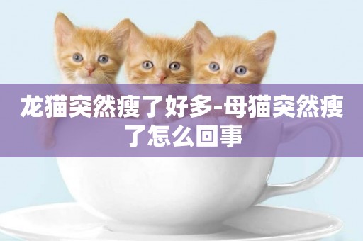 龍貓突然瘦了好多-母貓突然瘦了怎么回事