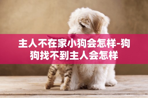 主人不在家小狗會怎樣-狗狗找不到主人會怎樣