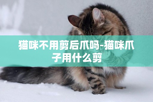 貓咪不用剪后爪嗎-貓咪爪子用什么剪