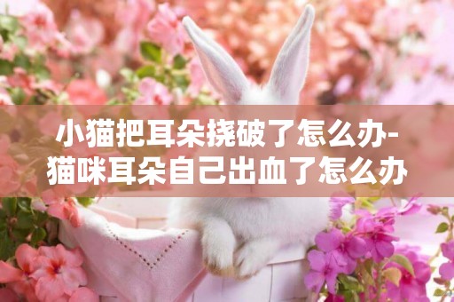 小貓把耳朵撓破了怎么辦-貓咪耳朵自己出血了怎么辦