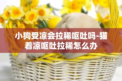 小狗受涼會拉稀嘔吐嗎-貓著涼嘔吐拉稀怎么辦