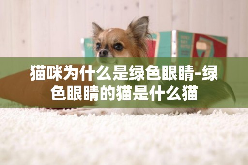 貓咪為什么是綠色眼睛-綠色眼睛的貓是什么貓