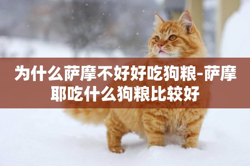 為什么薩摩不好好吃狗糧-薩摩耶吃什么狗糧比較好
