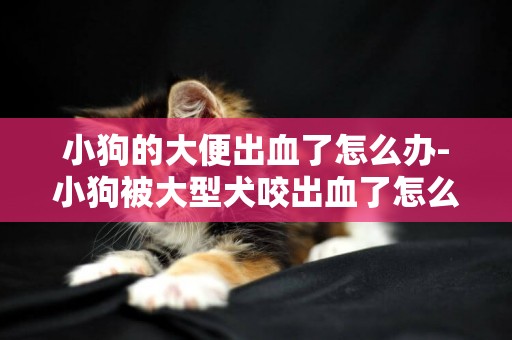 小狗的大便出血了怎么辦-小狗被大型犬咬出血了怎么辦