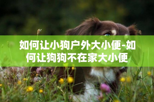 如何讓小狗戶外大小便-如何讓狗狗不在家大小便