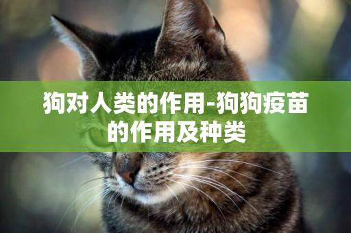 狗對人類的作用-狗狗疫苗的作用及種類