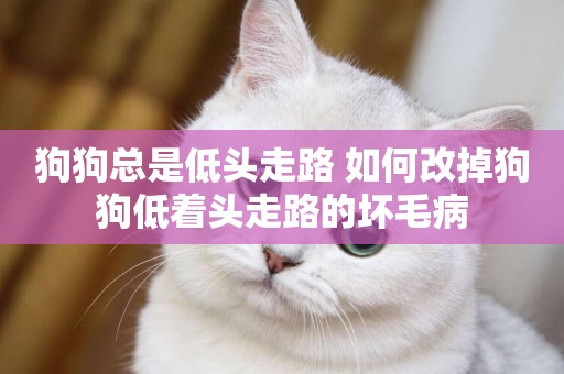 狗狗總是低頭走路 如何改掉狗狗低著頭走路的壞毛病