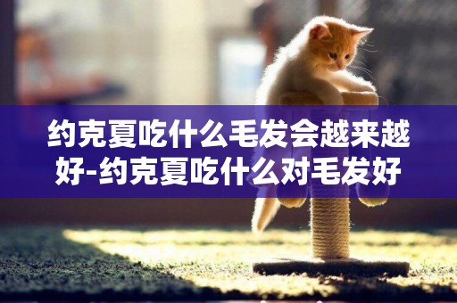 約克夏吃什么毛發會越來越好-約克夏吃什么對毛發好