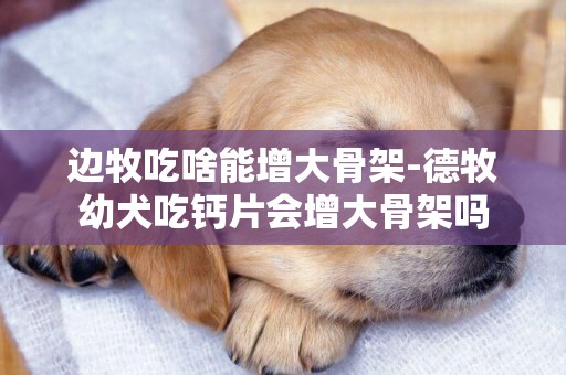 邊牧吃啥能增大骨架-德牧幼犬吃鈣片會增大骨架嗎