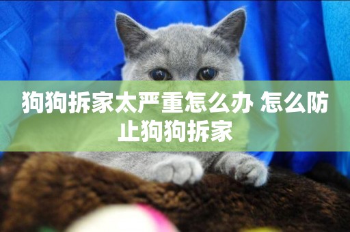 狗狗拆家太嚴重怎么辦 怎么防止狗狗拆家