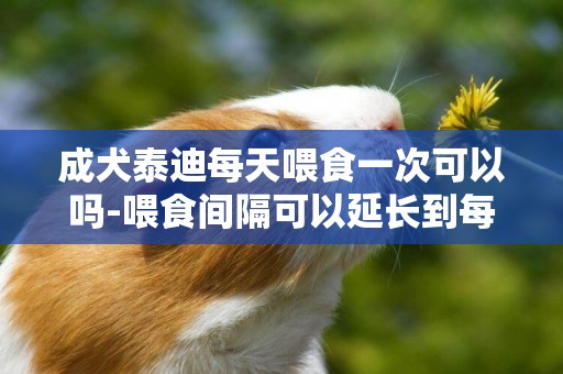 成犬泰迪每天喂食一次可以嗎-喂食間隔可以延長到每兩天喂一次
