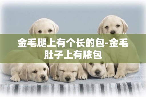 金毛腿上有個長的包-金毛肚子上有膿包