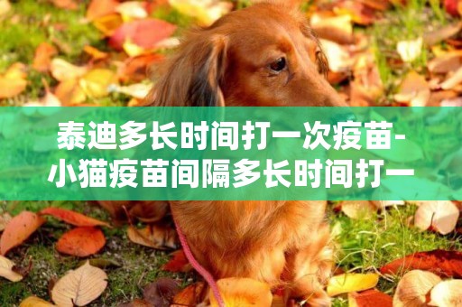 泰迪多長時間打一次疫苗-小貓疫苗間隔多長時間打一次