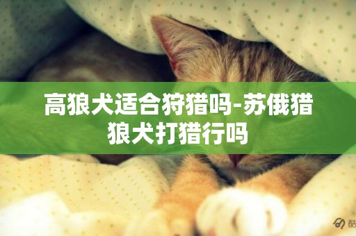高狼犬適合狩獵嗎-蘇俄獵狼犬打獵行嗎