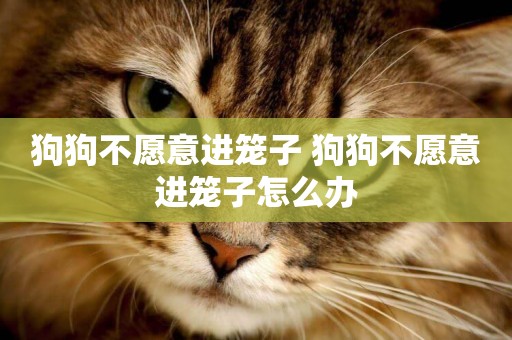 狗狗不愿意進籠子 狗狗不愿意進籠子怎么辦