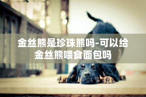 金絲熊是珍珠熊嗎-可以給金絲熊喂食面包嗎