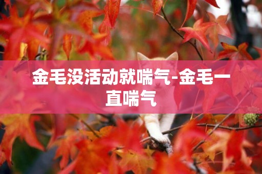 金毛沒活動就喘氣-金毛一直喘氣