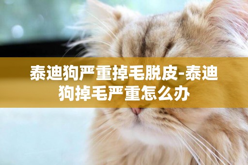 泰迪狗嚴重掉毛脫皮-泰迪狗掉毛嚴重怎么辦