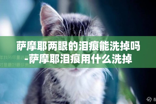 薩摩耶兩眼的淚痕能洗掉嗎-薩摩耶淚痕用什么洗掉