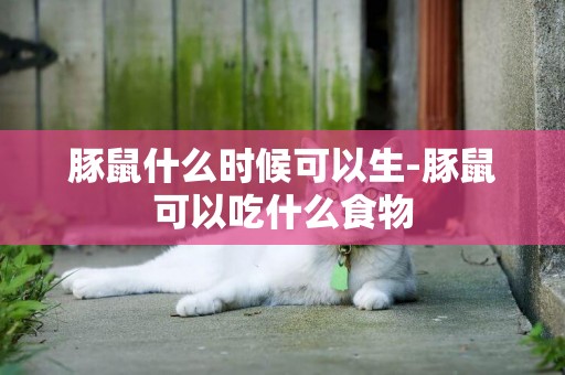 豚鼠什么時候可以生-豚鼠可以吃什么食物