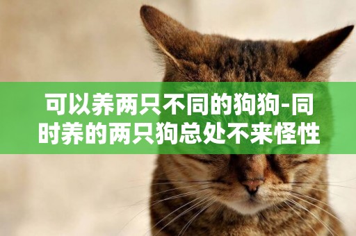 可以養兩只不同的狗狗-同時養的兩只狗總處不來怪性格不合