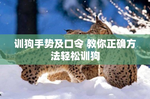 訓狗手勢及口令 教你正確方法輕松訓狗