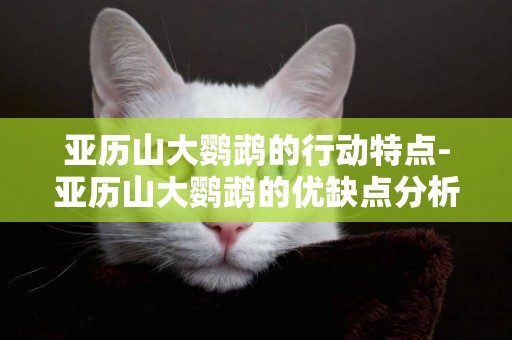 亞歷山大鸚鵡的行動特點-亞歷山大鸚鵡的優缺點分析