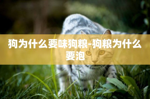狗為什么要味狗糧-狗糧為什么要泡