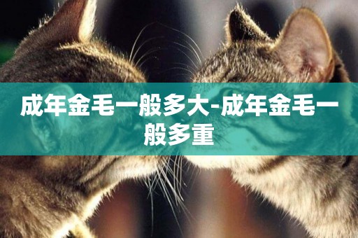 成年金毛一般多大-成年金毛一般多重