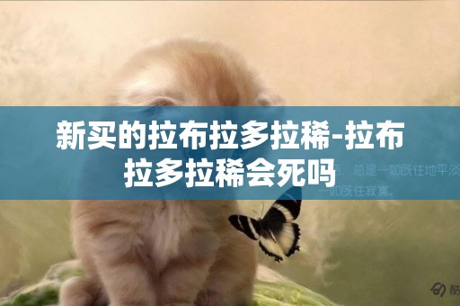 新買的拉布拉多拉稀-拉布拉多拉稀會死嗎