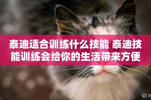 泰迪適合訓練什么技能 泰迪技能訓練會給你的生活帶來方便