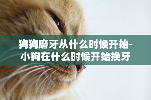 狗狗磨牙從什么時候開始-小狗在什么時候開始換牙