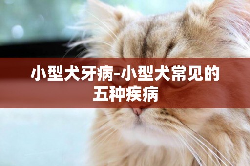 小型犬牙病-小型犬常見的五種疾病