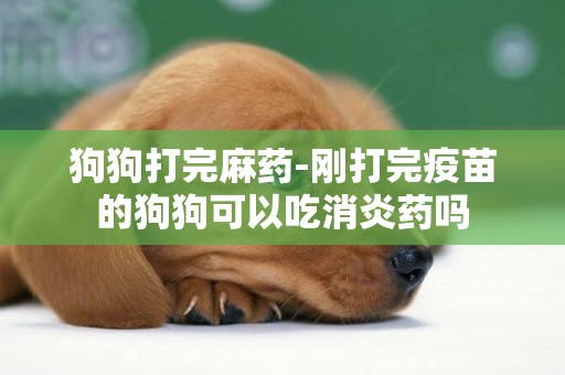 狗狗打完麻藥-剛打完疫苗的狗狗可以吃消炎藥嗎