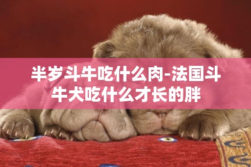 半歲斗牛吃什么肉-法國斗牛犬吃什么才長的胖