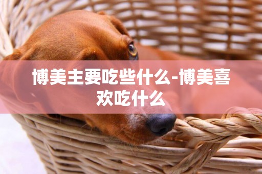 博美主要吃些什么-博美喜歡吃什么