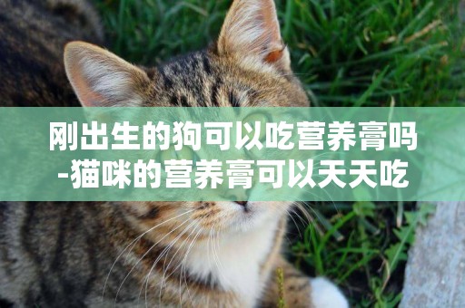 剛出生的狗可以吃營養膏嗎-貓咪的營養膏可以天天吃嗎