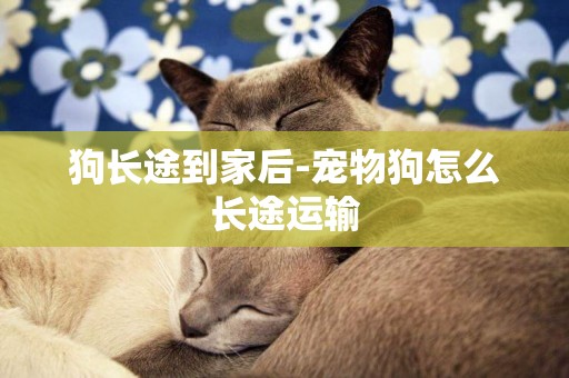 狗長途到家后-寵物狗怎么長途運輸