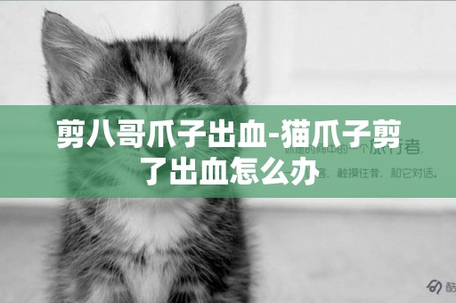 剪八哥爪子出血-貓爪子剪了出血怎么辦