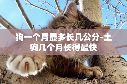 狗一個月最多長幾公分-土狗幾個月長得最快