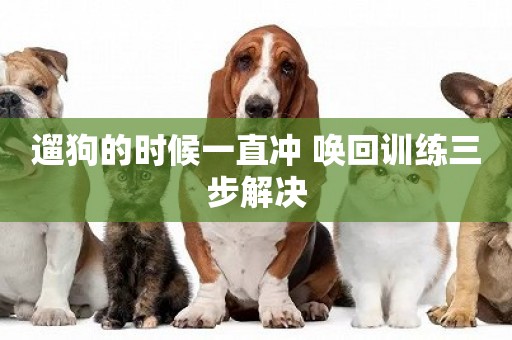 遛狗的時候一直沖 喚回訓練三步解決