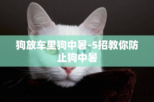 狗放車里狗中暑-5招教你防止狗中暑
